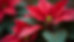 Close-up view of poinsettia plant with some leaves dropping